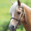 GARA Clincher Inhand Bridle